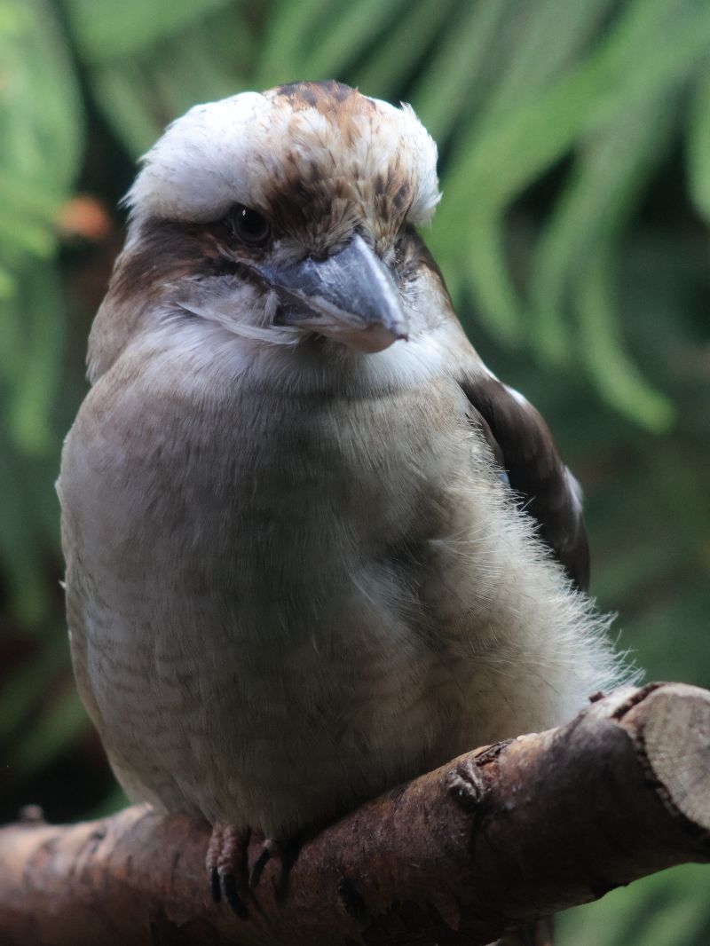 Wildlife Photo of gray bird
